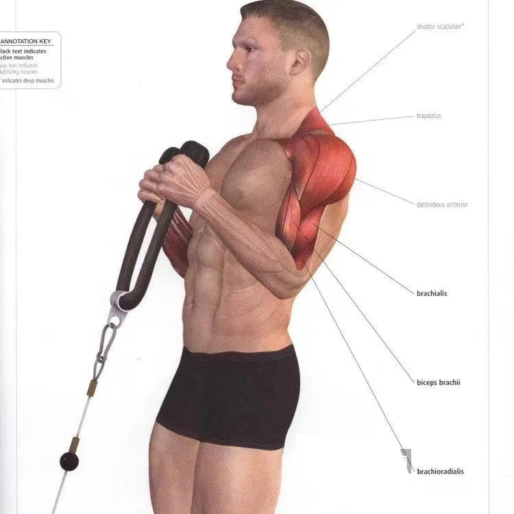 Triceps Rope Cable Attachment for Gym & Fitness