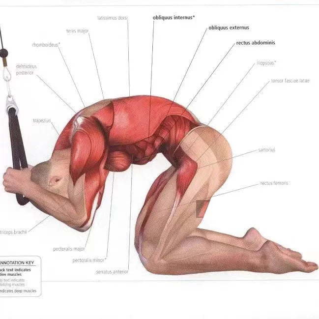 Triceps Rope Cable Attachment for Gym & Fitness